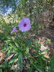Ipomoea platensis