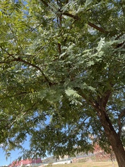 Tipuana tipu