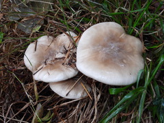 Clitocybe nebularis