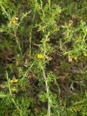 Melolobium candicans