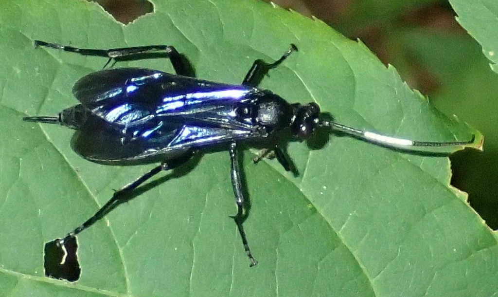Megaplectes monticola