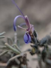Salvia granatensis