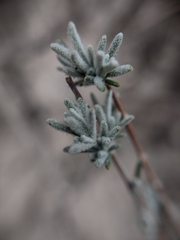 Salvia granatensis