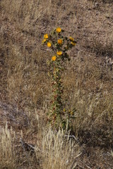 Berkheya spinosissima spinosissima