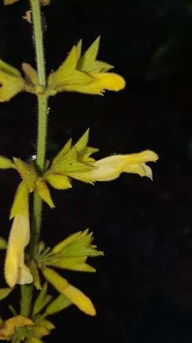 Forsythia sage (Salvia madrensis)