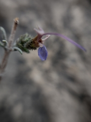 Salvia granatensis