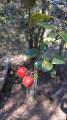 Crataegus rosei