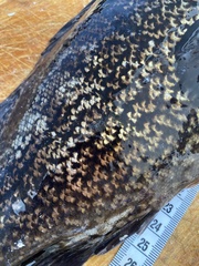 Acanthistius patachonicus
