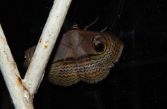 Calliodes pretiosissima