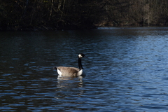 Branta canadensis