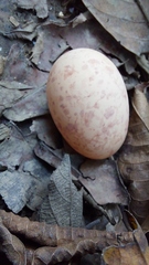 Caprimulgidae