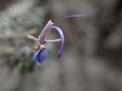 Salvia granatensis