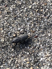 Sphenophorus coesifrons