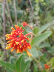 Palicourea officinalis
