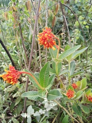 Palicourea officinalis