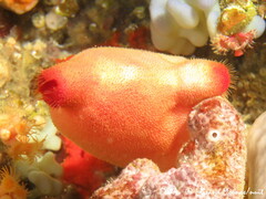 Halocynthia papillosa