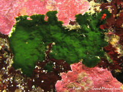 Palmophyllum crassum