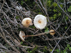 Crinipellis scabella