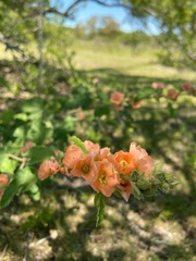 Sphaeralcea bonariensis