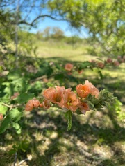Sphaeralcea bonariensis