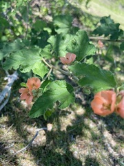 Sphaeralcea bonariensis