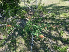 Sphaeralcea bonariensis