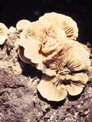 Gloeophyllum sepiarium