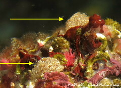 Sidneioides ivicense