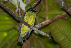 Carpornis melanocephala