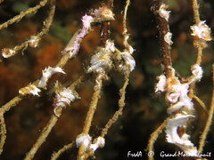 Spirobranchus triqueter