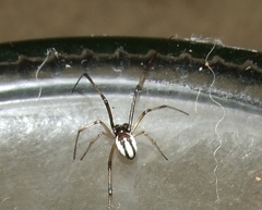Latrodectus