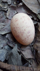 Caprimulgidae