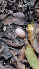 Caprimulgidae