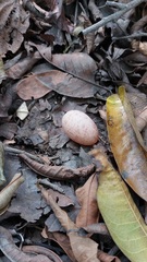 Caprimulgidae