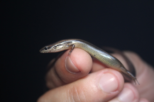 Forest Ground Skink