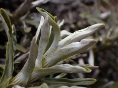 Celmisia angustifolia