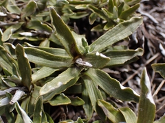 Celmisia angustifolia