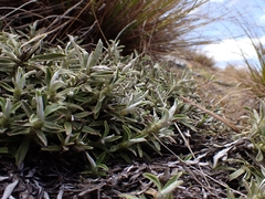 Celmisia angustifolia