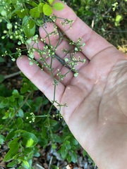 Galium latoramosum