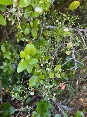 Galium latoramosum