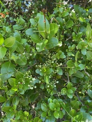Galium latoramosum