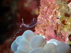 Ancylomenes longicarpus