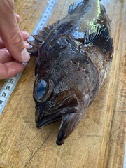 Sebastes oculatus