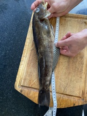 Pinguipes brasilianus