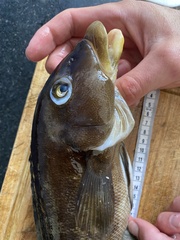 Pinguipes brasilianus