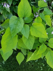 Phaseolus vulgaris