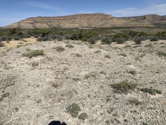 Physaria subumbellata