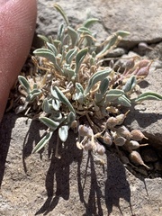 Physaria subumbellata