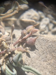 Physaria subumbellata