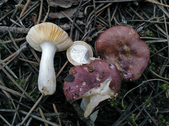 Russula cessans